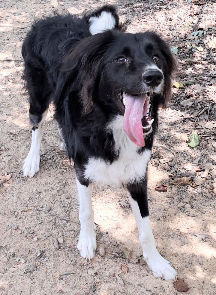 Riley 3