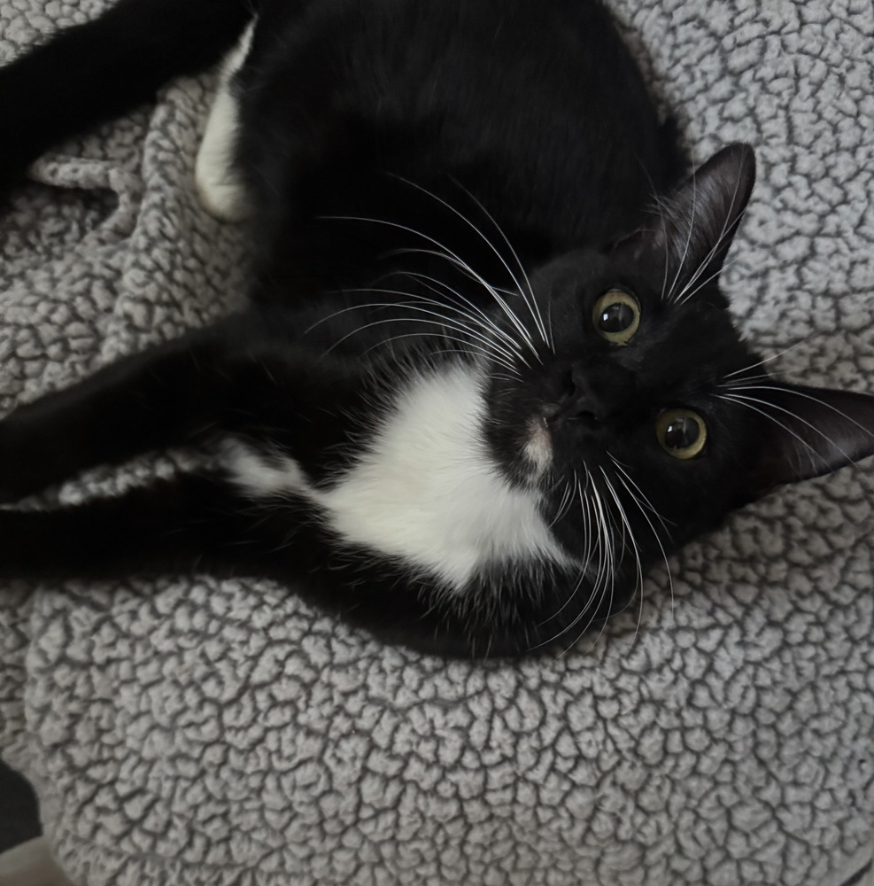 Sugar, an adoptable Domestic Short Hair in Dawson, GA, 31742 | Photo Image 1