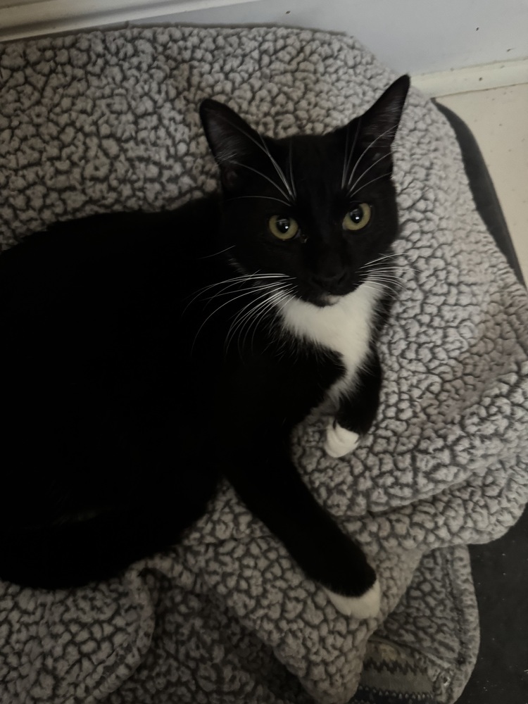 Sugar, an adoptable Domestic Short Hair in Dawson, GA, 31742 | Photo Image 2