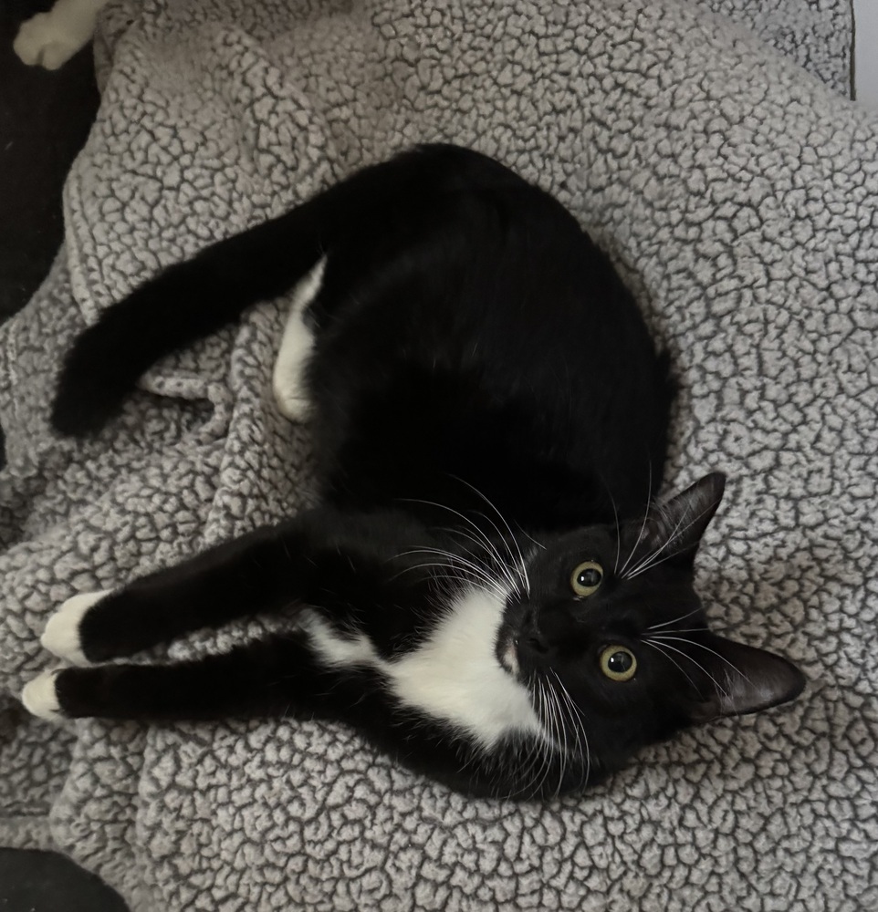 Sugar, an adoptable Domestic Short Hair in Dawson, GA, 31742 | Photo Image 3