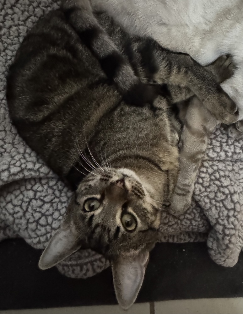 Summer, an adoptable Domestic Short Hair in Dawson, GA, 31742 | Photo Image 1