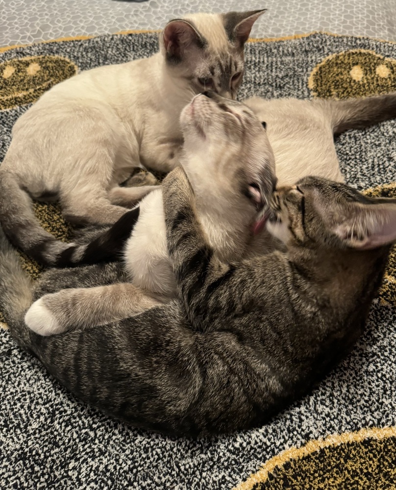 Summer, an adoptable Domestic Short Hair in Dawson, GA, 31742 | Photo Image 2