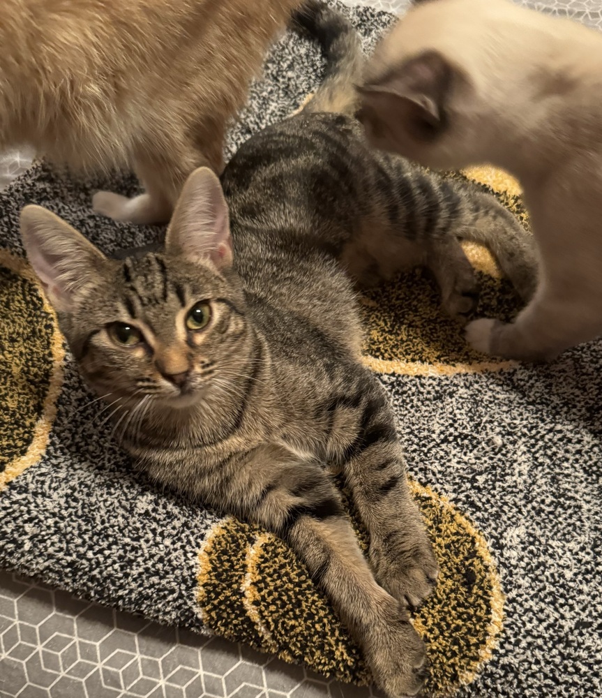 Summer, an adoptable Domestic Short Hair in Dawson, GA, 31742 | Photo Image 3