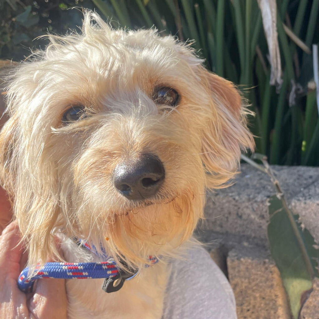 Bailey