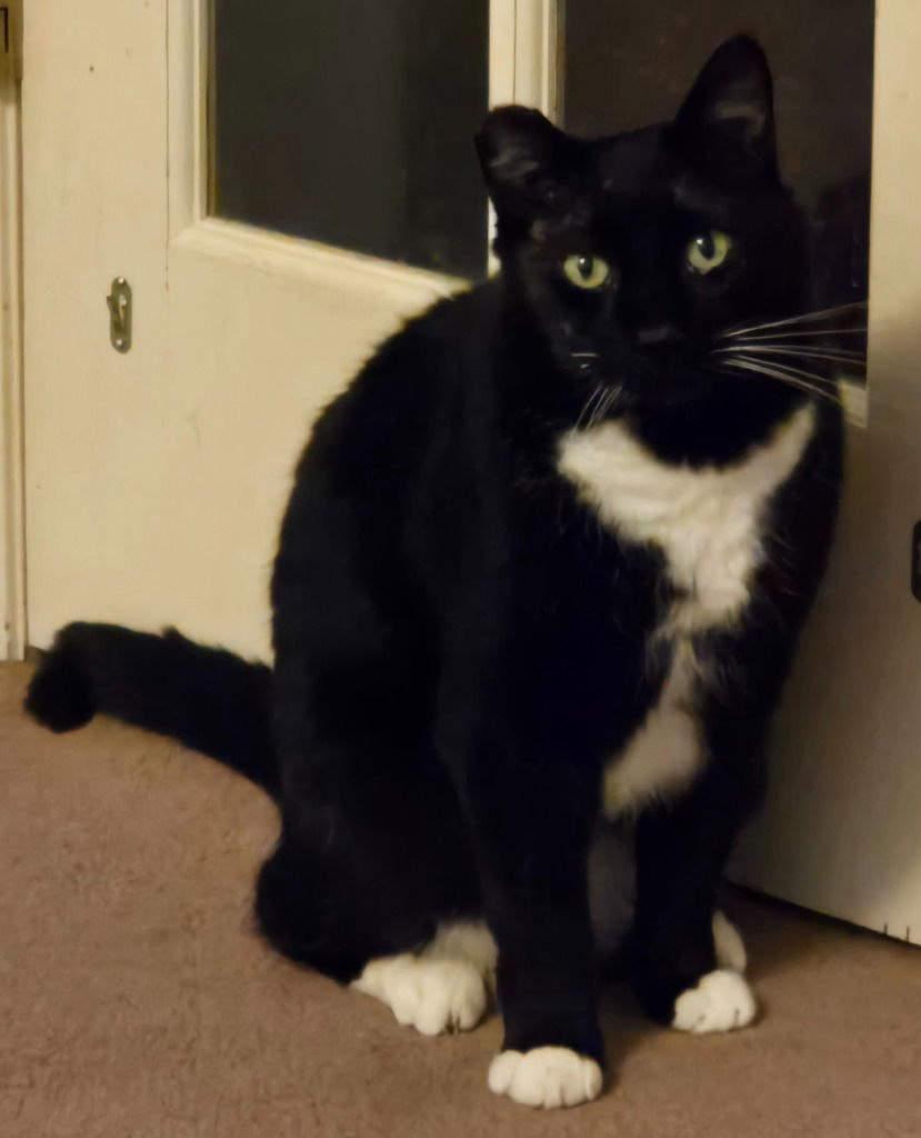 Buddy 2, an adoptable Domestic Short Hair in Battle Ground, WA, 98604 | Photo Image 1