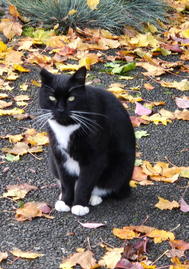 Buddy 2, an adoptable Domestic Short Hair in Battle Ground, WA, 98604 | Photo Image 2