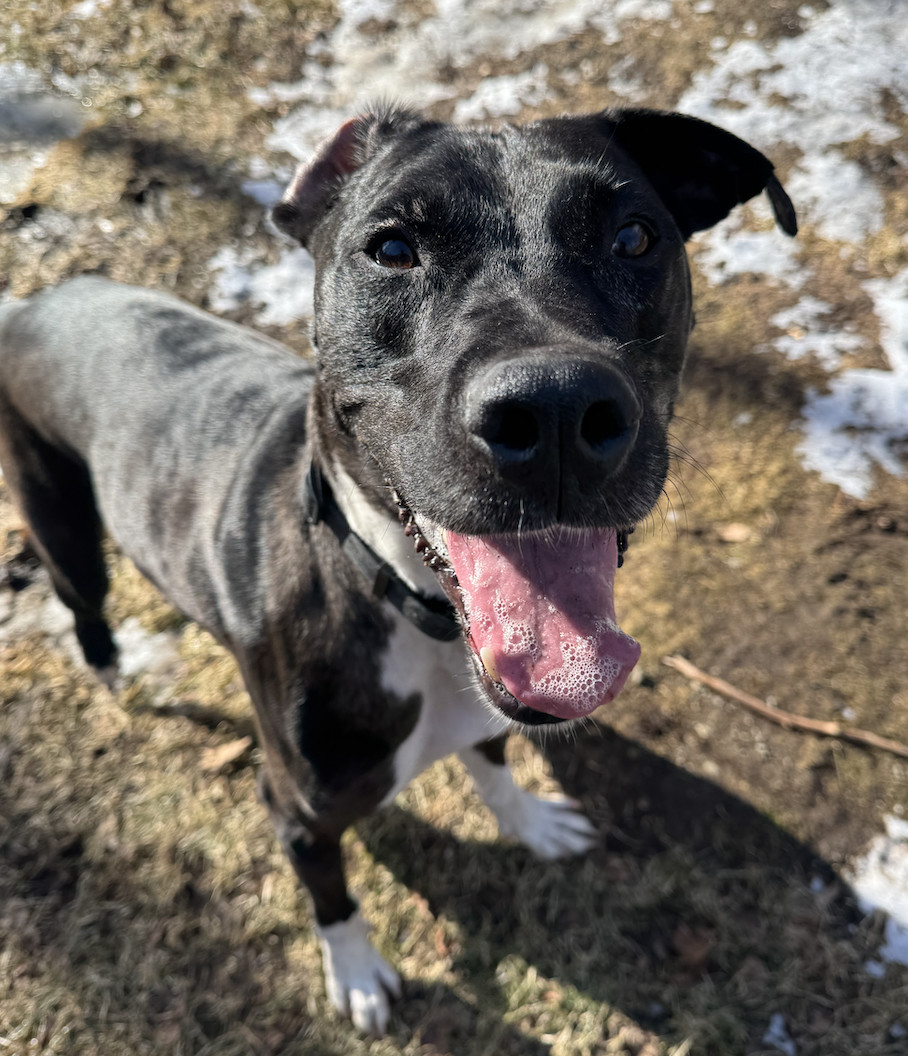 Blaze, an adoptable Catahoula Leopard Dog, Boxer in Anchorage, AK, 99503 | Photo Image 1
