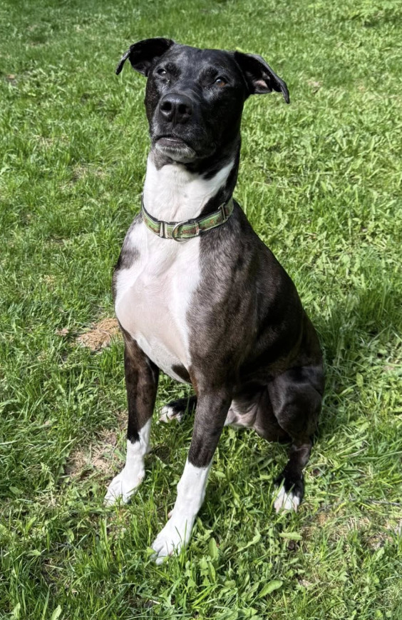 Blaze, an adoptable Catahoula Leopard Dog, Boxer in Anchorage, AK, 99503 | Photo Image 1
