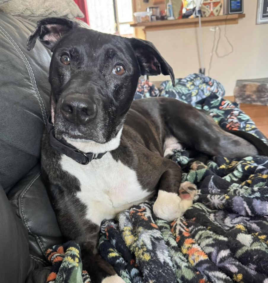 Blaze, an adoptable Catahoula Leopard Dog, Boxer in Anchorage, AK, 99503 | Photo Image 2