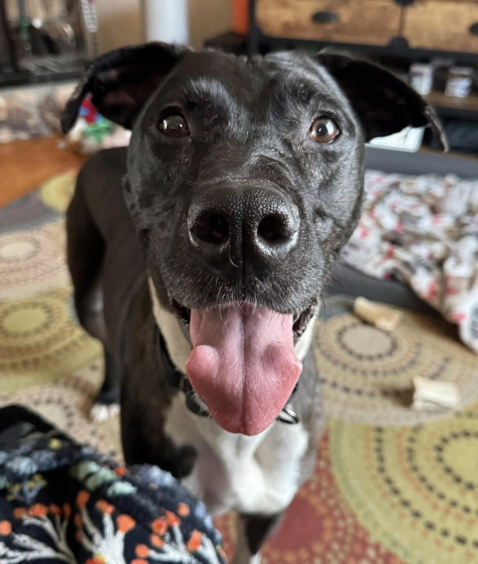 Blaze, an adoptable Catahoula Leopard Dog, Boxer in Anchorage, AK, 99503 | Photo Image 3