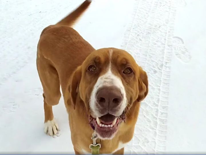 Hank (2yo, 85lbs) 1