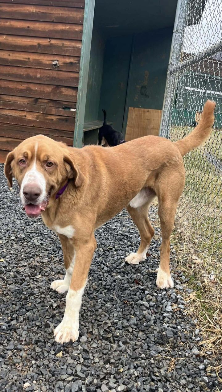 Hank (2yo, 85lbs) 2