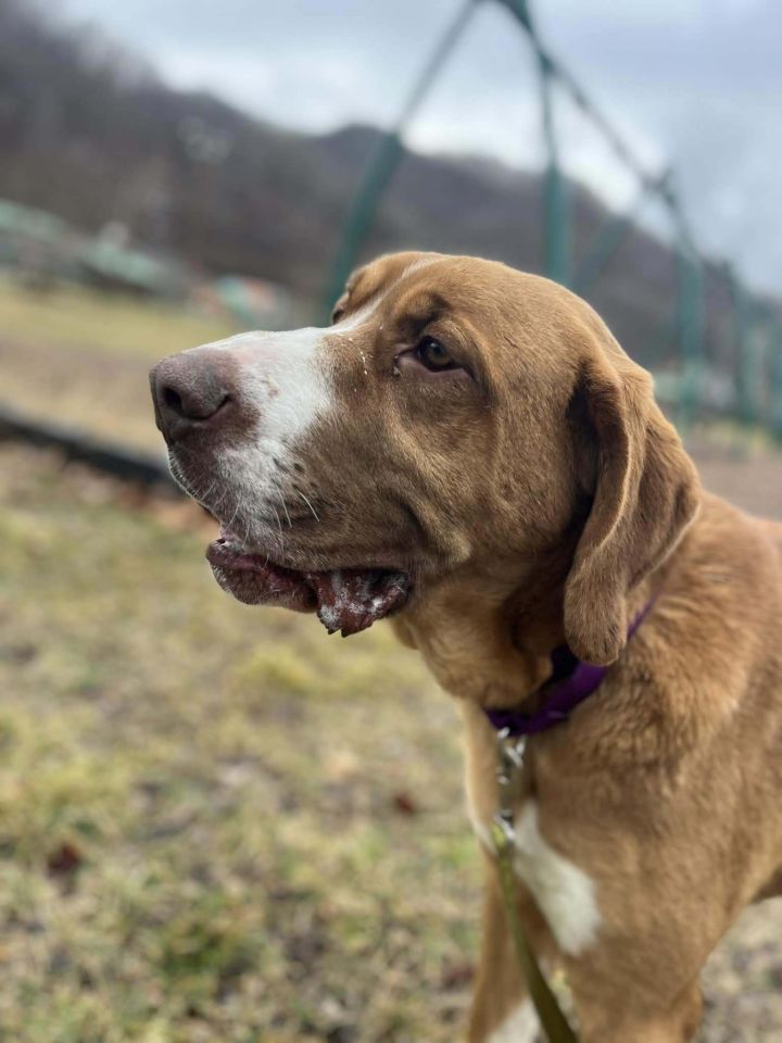 Hank (2yo, 85lbs) 3