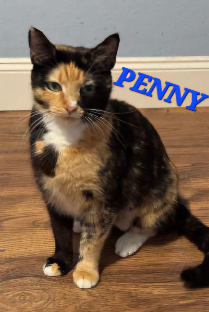 Penny 1