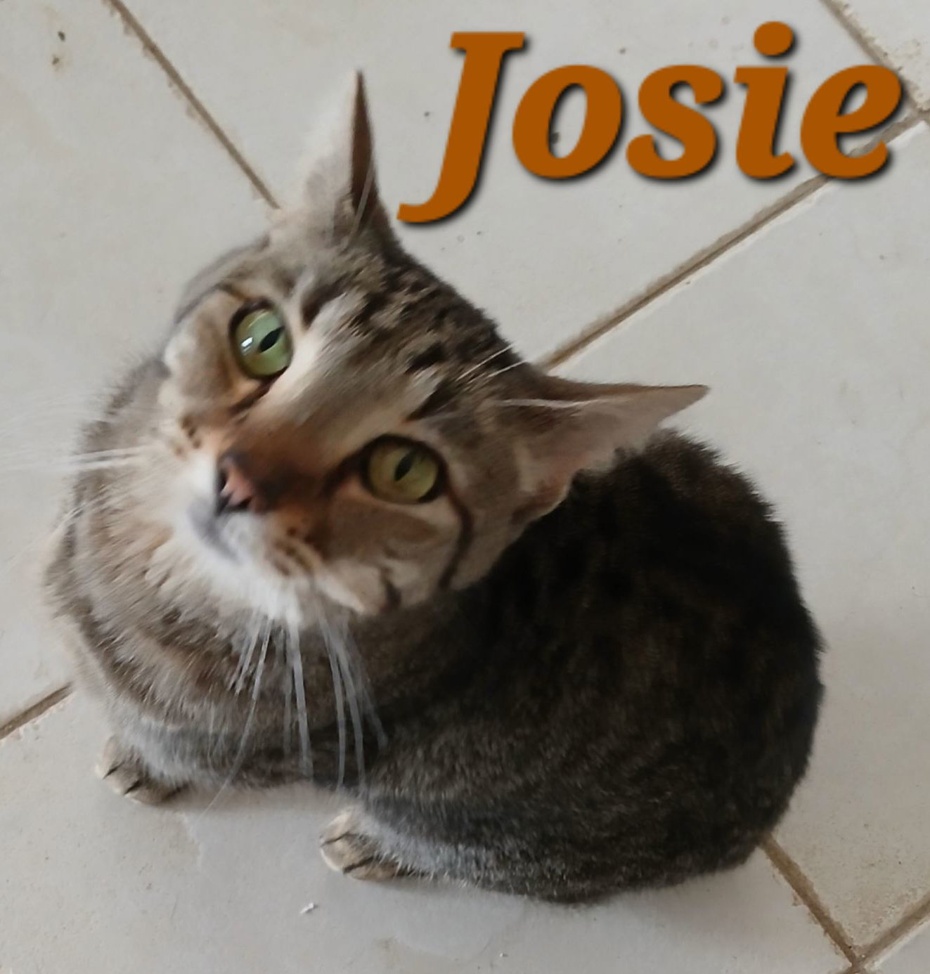 Josie, an adoptable Domestic Short Hair, Manx in Longwood, FL, 32750 | Photo Image 1