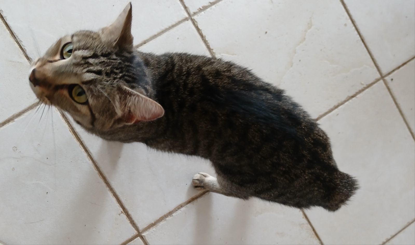 Josie, an adoptable Domestic Short Hair, Manx in Longwood, FL, 32750 | Photo Image 2