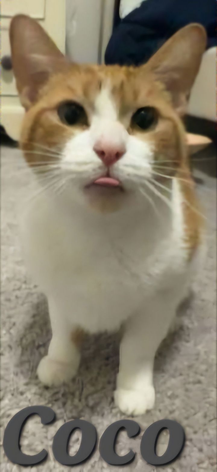Coco 1