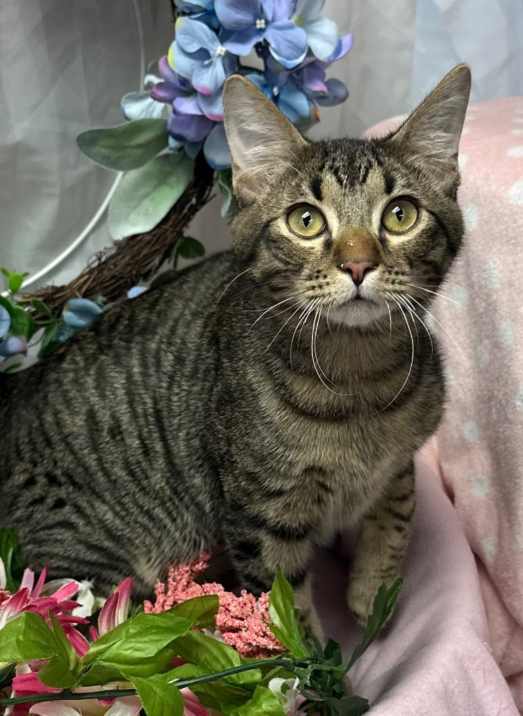 Rotelle, an adoptable Domestic Short Hair in Stillwater, OK, 74074 | Photo Image 1