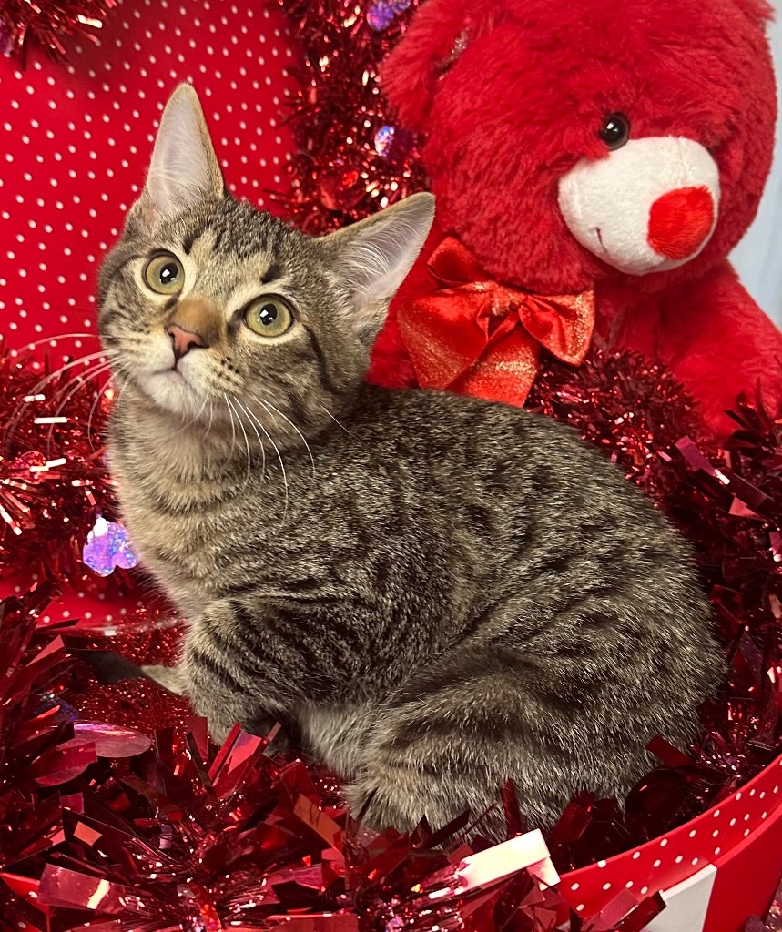 Rotelle, an adoptable Domestic Short Hair in Stillwater, OK, 74074 | Photo Image 2