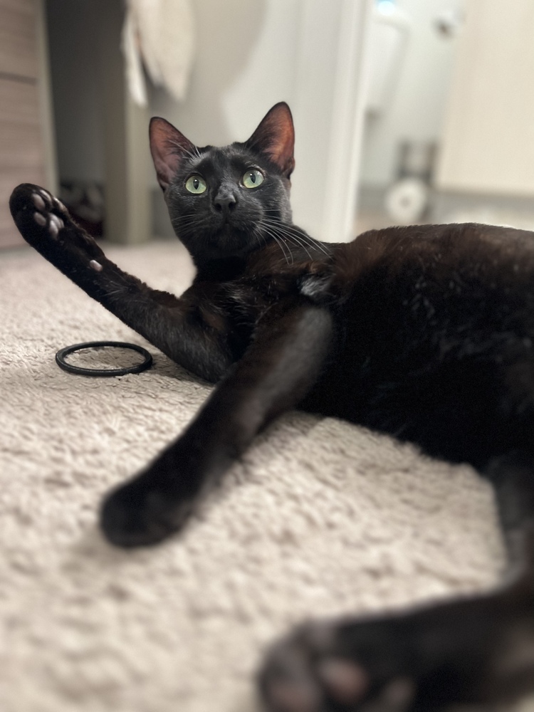 Dale, an adoptable Domestic Short Hair in Lebanon, OR, 97355 | Photo Image 1