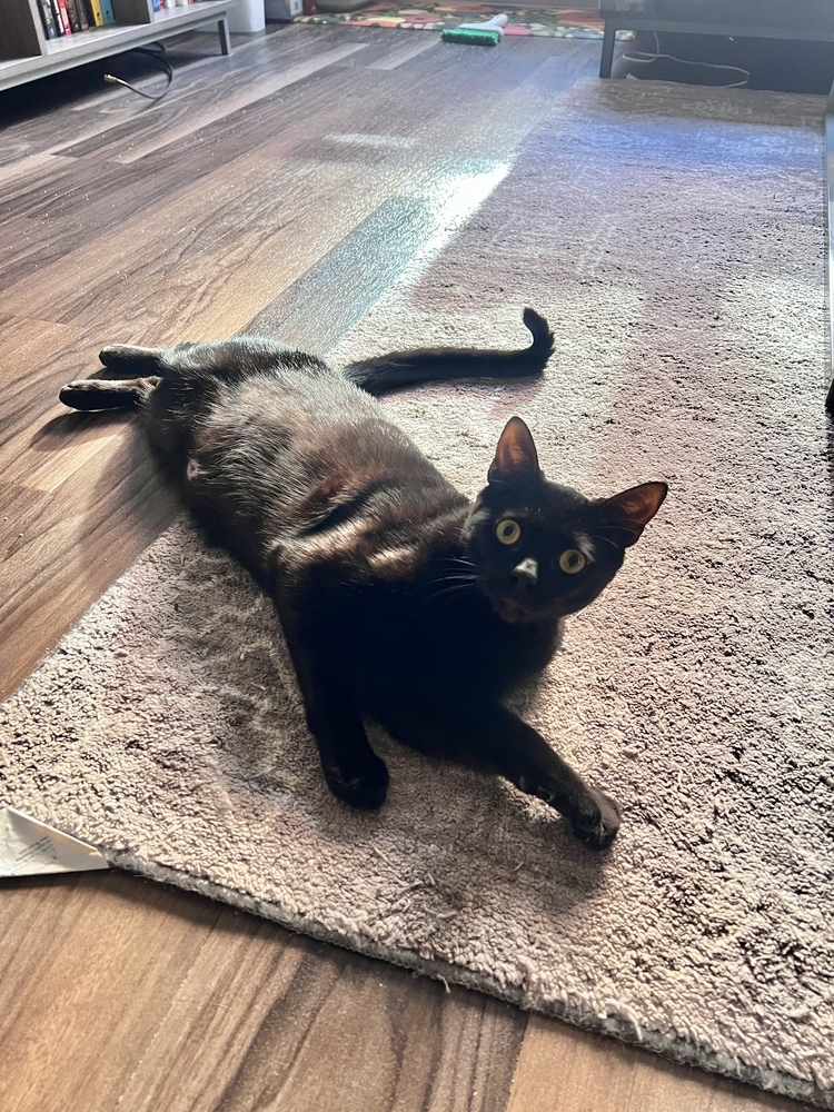 Chip, an adoptable Domestic Short Hair in Lebanon, OR, 97355 | Photo Image 1