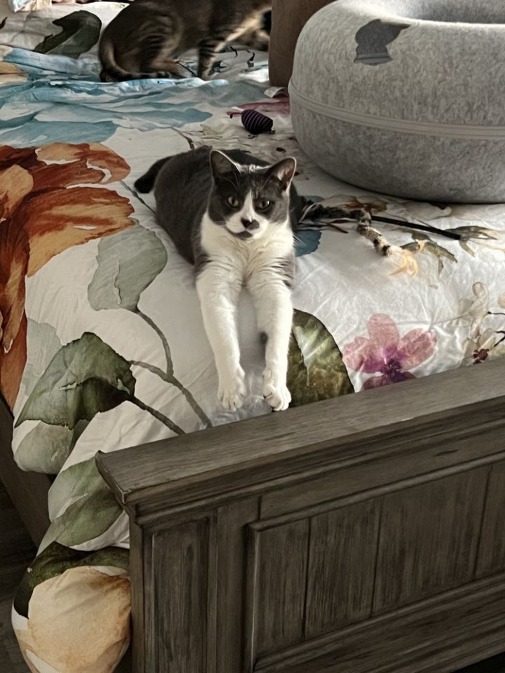 Cookie 3