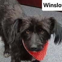 Winslow 1