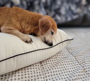 Greta, Senior Female unknown
