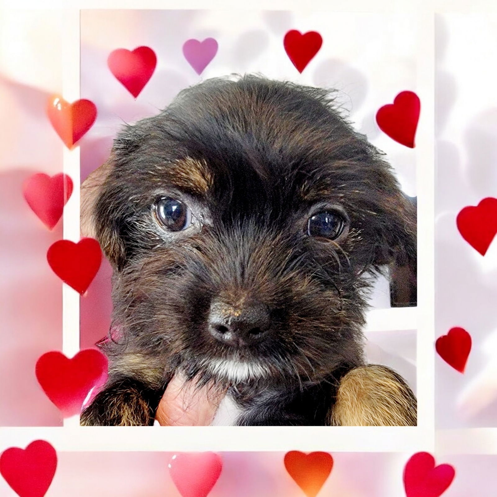 Joline, an adoptable Spaniel in Elizabethtown, PA, 17022 | Photo Image 1