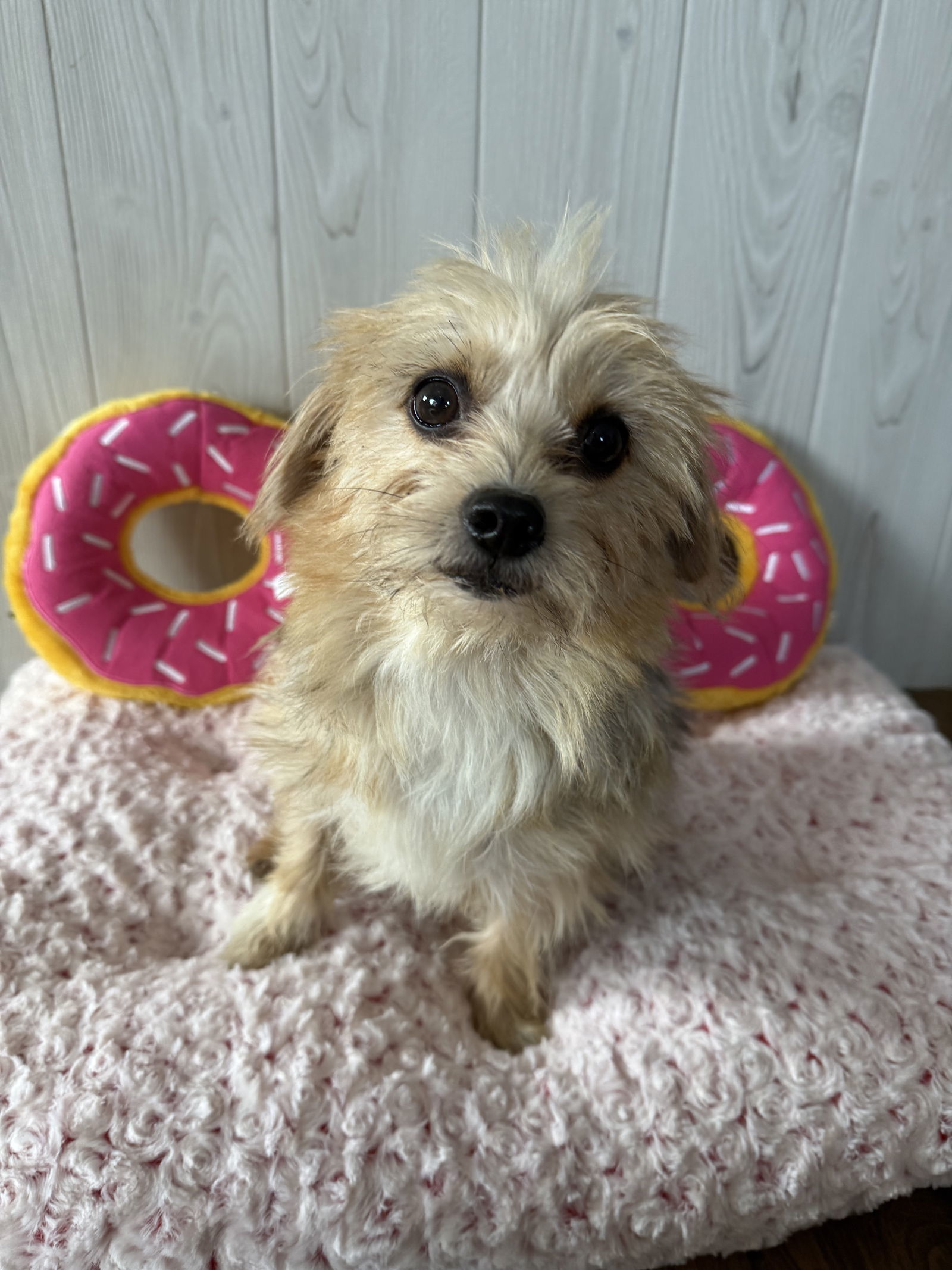 GiGi