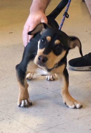 Bones, Young Male Dachshund