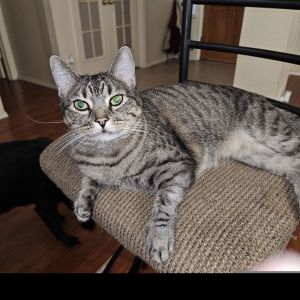 Callie IV (New Digs), Senior Female Tabby