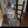 Callie IV (New Digs) photo 3