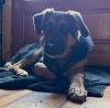 Murphy