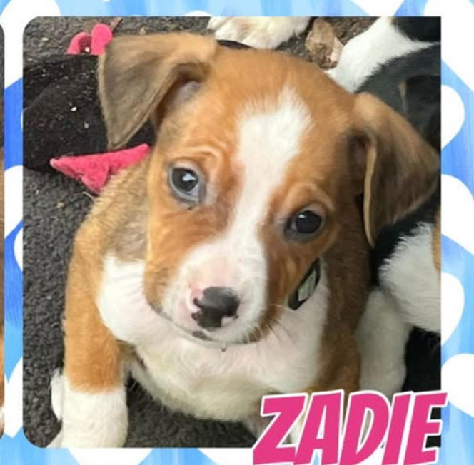 Zadie