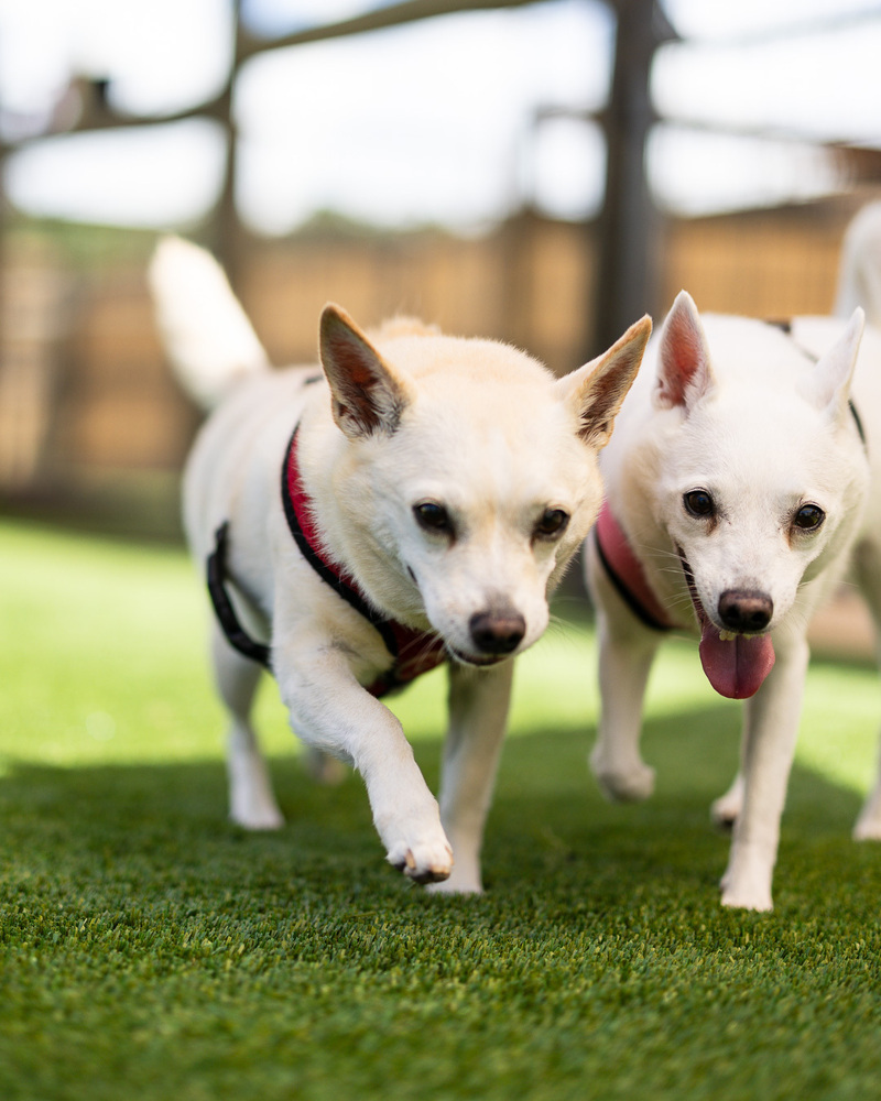 Grace - Bonded with Will, an adoptable Spitz, Chihuahua in Winter Garden, FL, 34787 | Photo Image 5