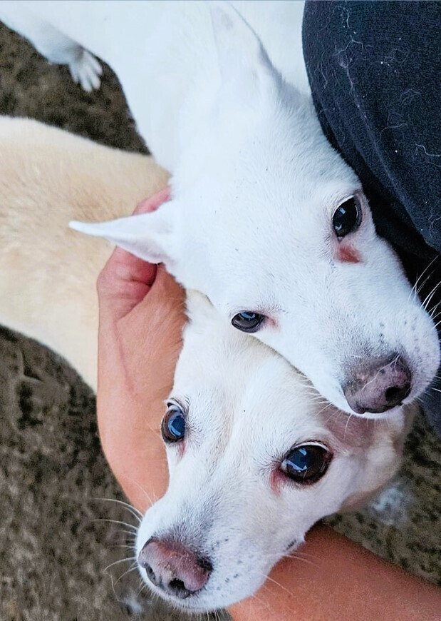 Grace - Bonded with Will, an adoptable Spitz, Chihuahua in Winter Garden, FL, 34787 | Photo Image 6