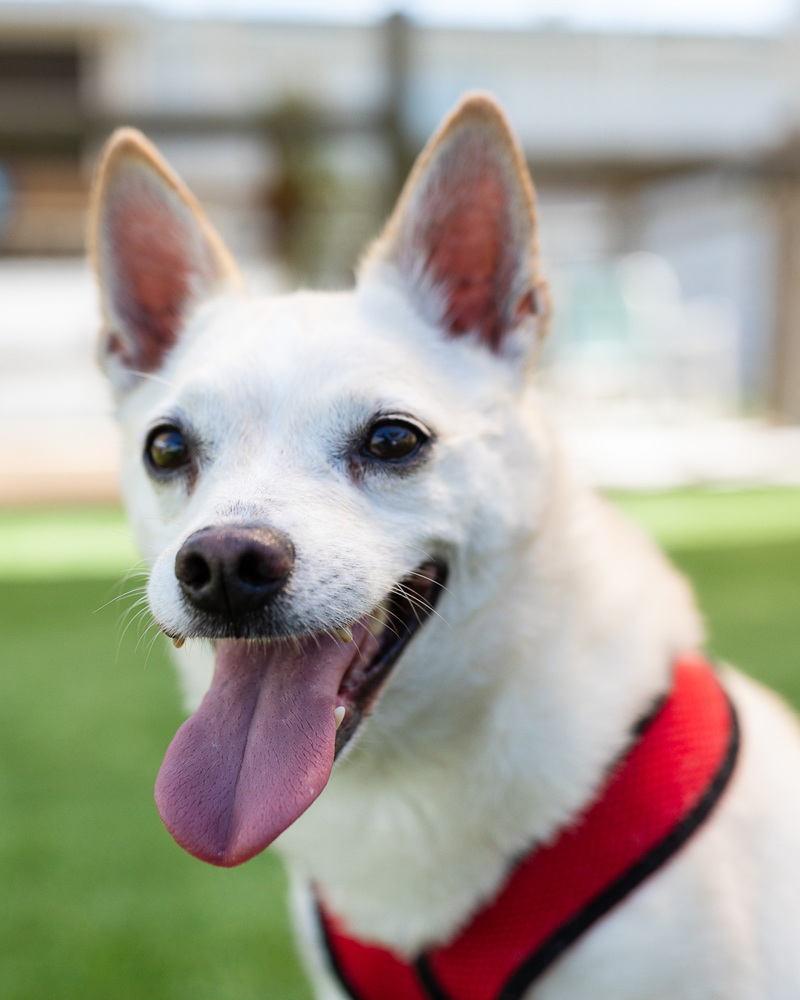 Will - Bonded with Grace, an adoptable Spitz, Chihuahua in Winter Garden, FL, 34787 | Photo Image 2