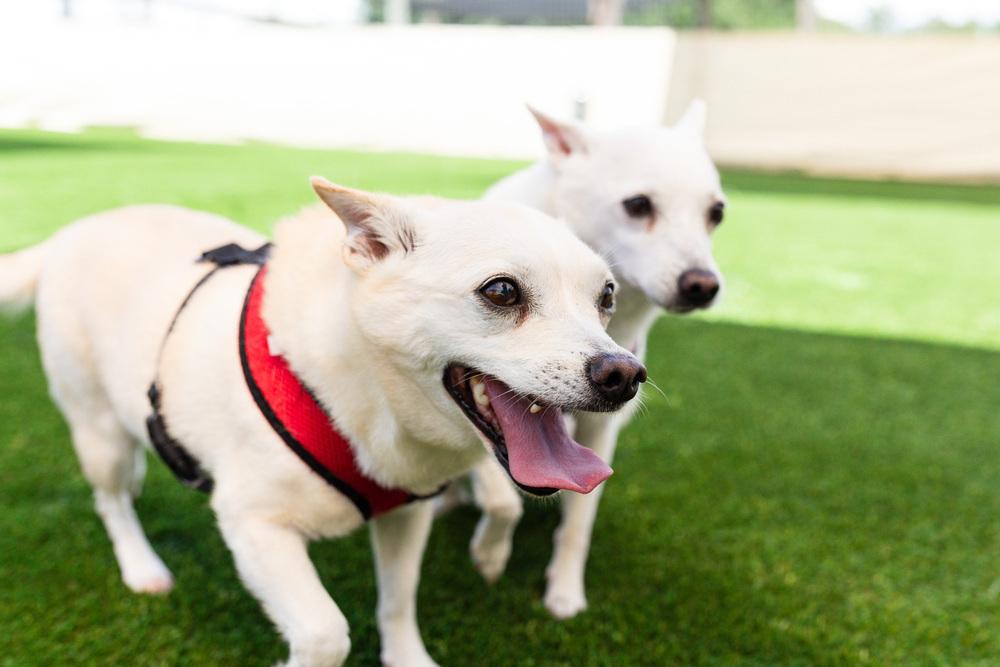 Will - Bonded with Grace, an adoptable Spitz, Chihuahua in Winter Garden, FL, 34787 | Photo Image 6