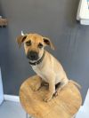 Buster brown #4167 photo 2