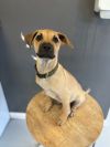 Buster brown #4167 photo 6