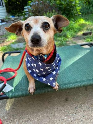 Pork Bun, Senior Female Dachshund