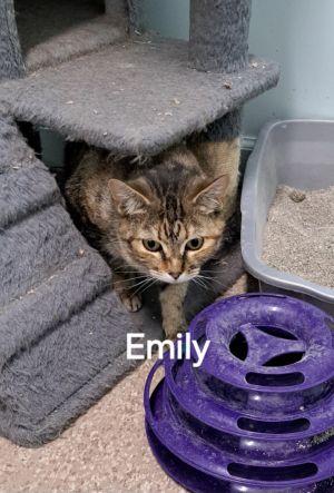 Emily, Adult Female unknown