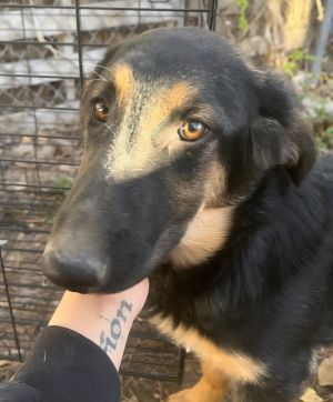 Eclipse (L382 P8), Young Female German Shepherd Dog