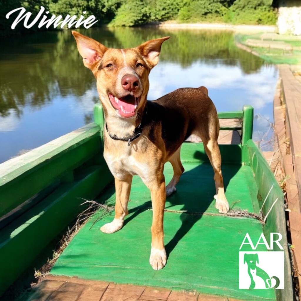 Winnie, an adoptable Basenji, Australian Kelpie in Magnolia, TX, 77355 | Photo Image 1
