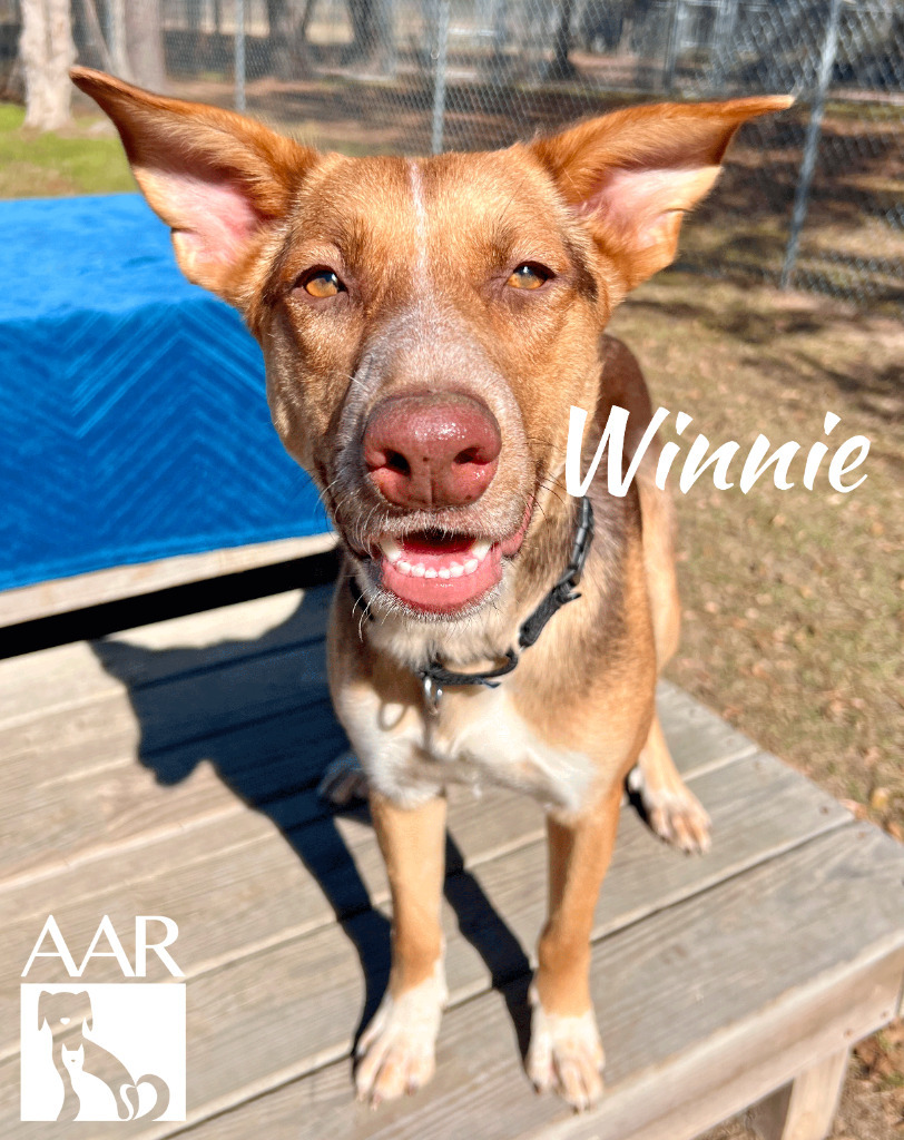 Winnie, an adoptable Basenji, Australian Kelpie in Magnolia, TX, 77355 | Photo Image 2
