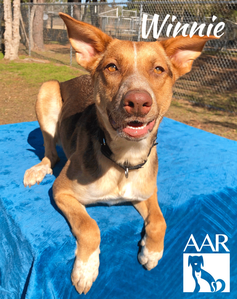 Winnie, an adoptable Basenji, Australian Kelpie in Magnolia, TX, 77355 | Photo Image 3