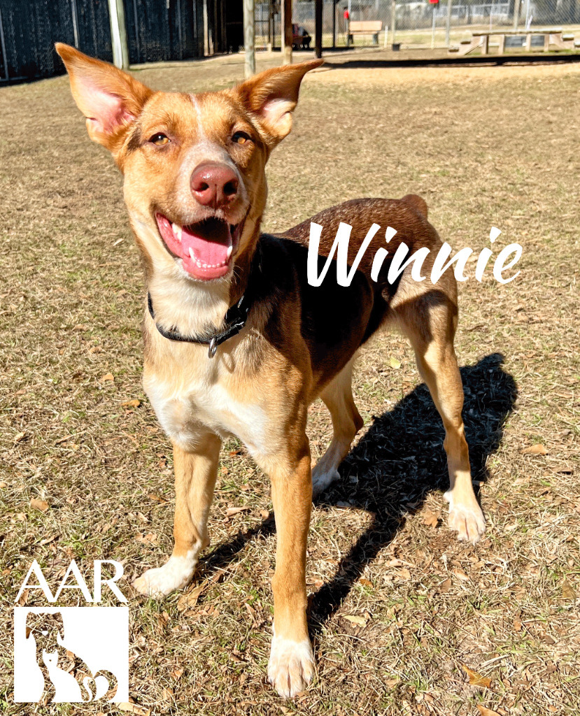 Winnie, an adoptable Basenji, Australian Kelpie in Magnolia, TX, 77355 | Photo Image 4