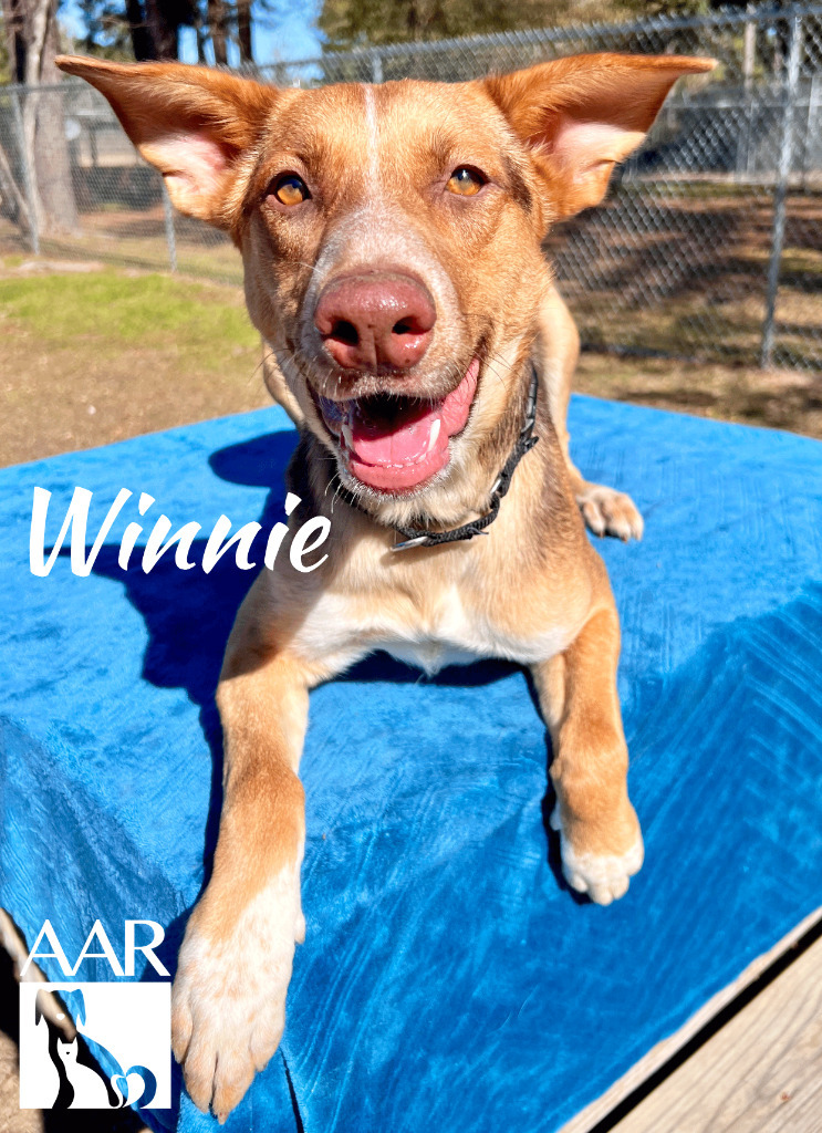 Winnie, an adoptable Basenji, Australian Kelpie in Magnolia, TX, 77355 | Photo Image 5