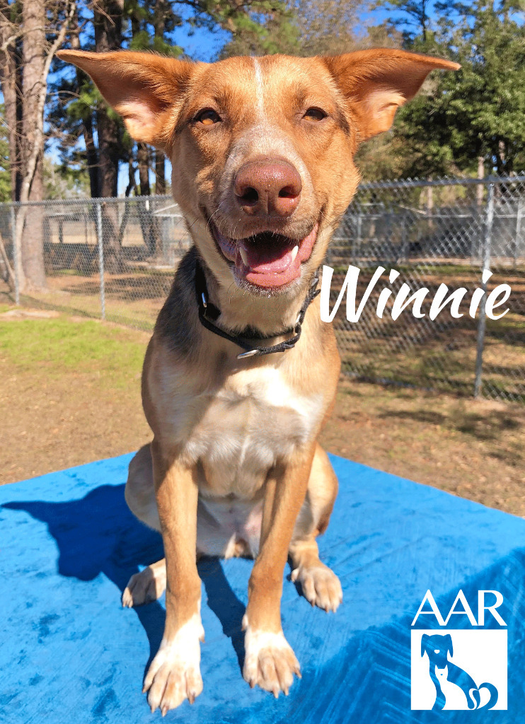 Winnie, an adoptable Basenji, Australian Kelpie in Magnolia, TX, 77355 | Photo Image 6